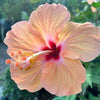 Hibisco