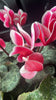 Violeta de Persia - Cyclamen