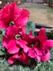 Violeta de Persia - Cyclamen