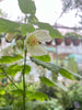 Abutilón