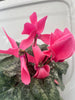 Violeta de Persia - Cyclamen