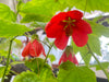 Abutilón