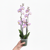 Orquidea Multiflora 35 - 40cm