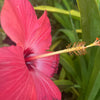 Hibisco