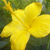 Hibisco