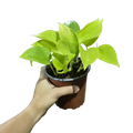 Sindapsus lemon colgante