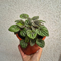 Peperomia caperata m14