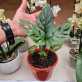 Monstera Oblicua compacta m12