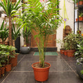Palmera chamadorea m25