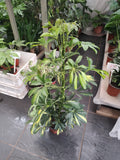 Cheflera 75cm