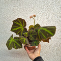 Begonia guatita de rana Solimutata m13