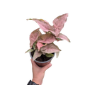 Singonio rosado m12