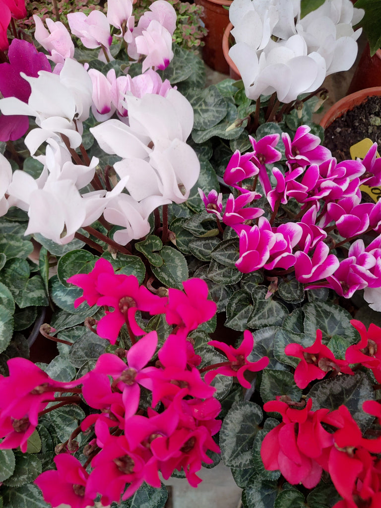 🌼 Doña Primavera: alegrando la casa con plantas para septiembre