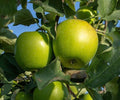 Manzana Granny Smith - Manzana Verde