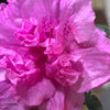 Azalea