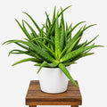 Aloe Sinkatana Marlotti