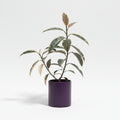 Gomero Variegado Tineke