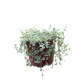 Sedum Little Missy