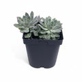 Echeveria Esther