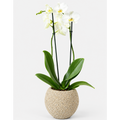 Orquidea Multiflora  50 - 70 cm