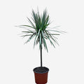 Dracena Marginata Bicolor
