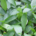 Calathea Verde