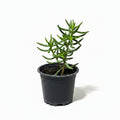 Pino Miniatura o Crassula Tetragona