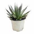 Agave Blue Ember
