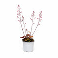 Heuchera Apricot
