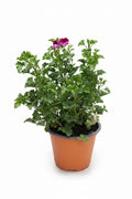 Mini Pelargonia