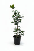 Camelia