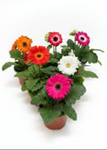 Gerbera