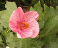 Abutilón