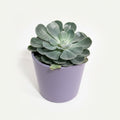 Echeveria Blue Rose