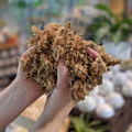 Musgo Sphagnum