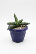 Sansevieria Bonsel