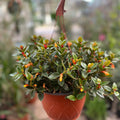 Columnea