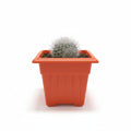 Cactus Mamilaria Bola de Nieve