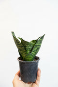 Sansevieria Hahnii Green