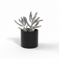 Cotyledon orbiculata