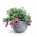 Fucsia Bailarina