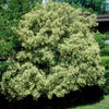 Pitosporo Tobira Variegado