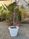 Leptuspermum