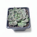 Echeveria