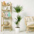 Dracena Marginata