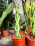 Sansevieria tubular trenzada
