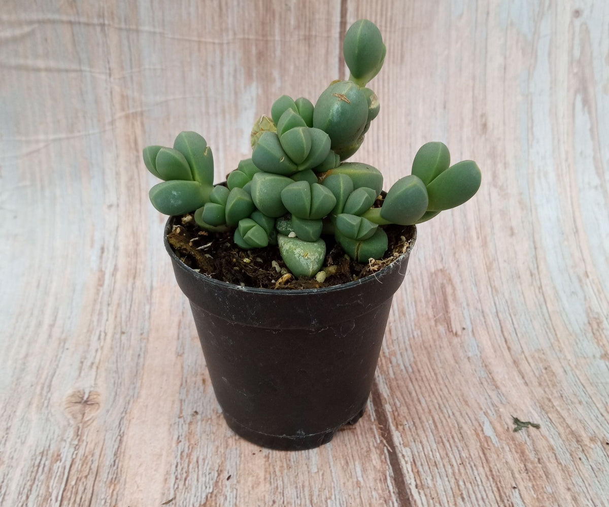 Mix Suculenta - Sedum m5,5