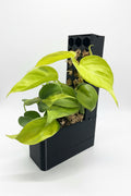 Macetero con Tutor Extensible para Plantas Trepadoras