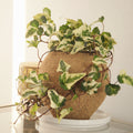 Hiedra Hedera Helix Variegada