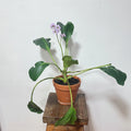 Hortensia de Invierno